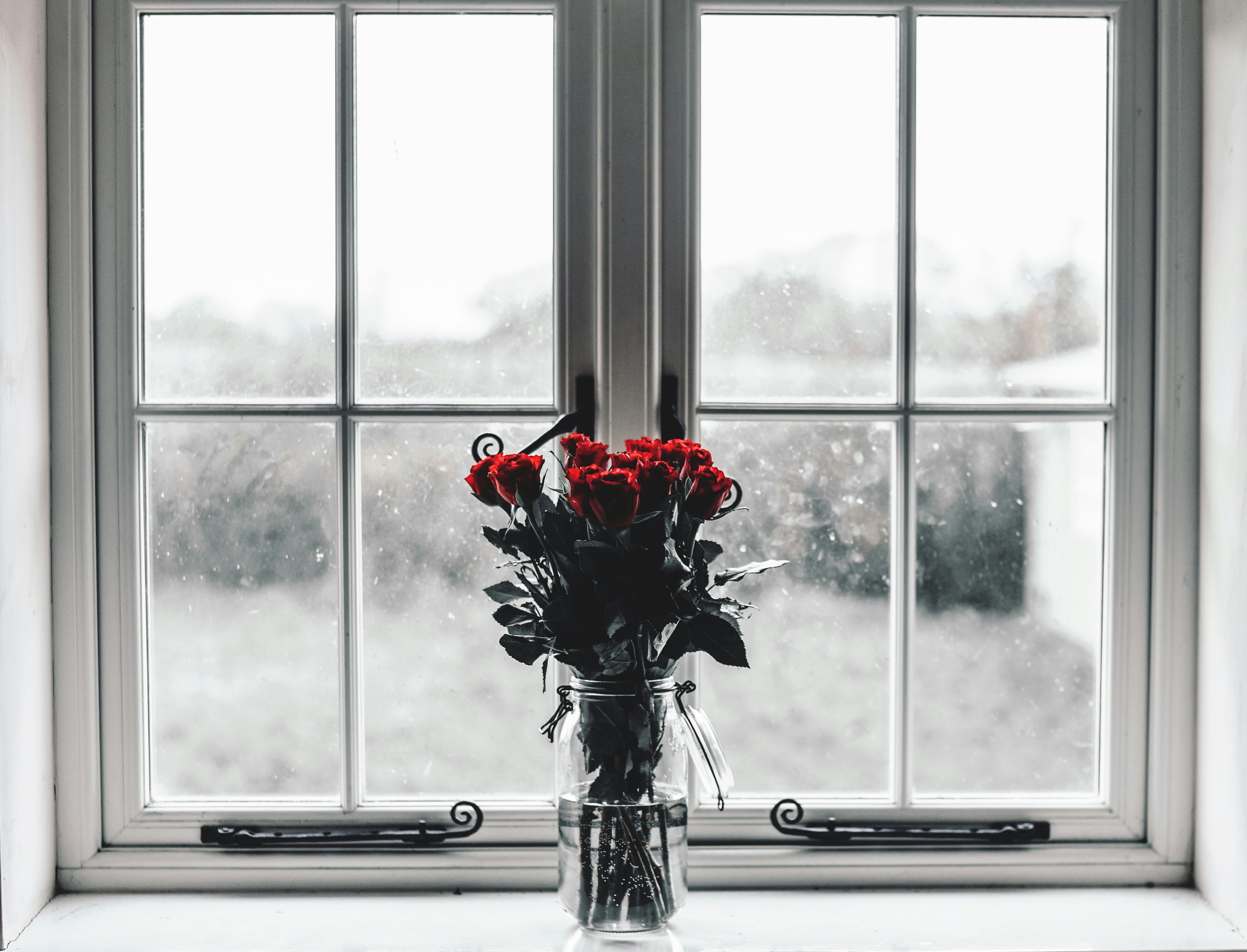 selective colors photography of red roses inside clear glass jar filled with water